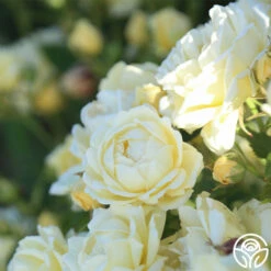 Light Of Day 11 Light Of Day -HEIRLOOM ROSES Sales light of day 12