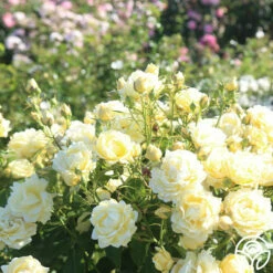 Light Of Day 9 Light Of Day -HEIRLOOM ROSES Sales light of day 13