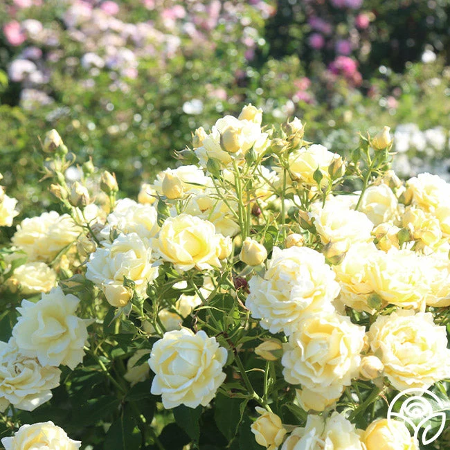 Light Of Day 5 Light Of Day - Image 3