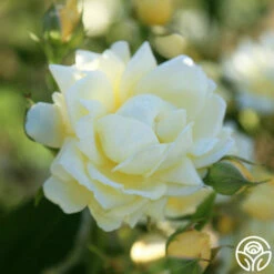 Light Of Day 10 Light Of Day -HEIRLOOM ROSES Sales light of day 14