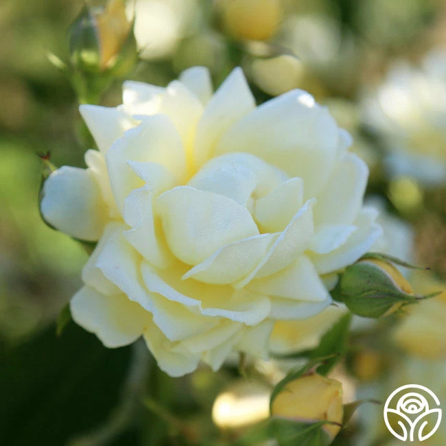 Light Of Day 6 Light Of Day - Image 4