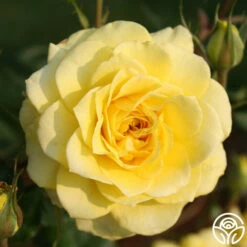 Limelight -HEIRLOOM ROSES Sales limelight 2 1