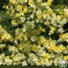 Limoncello™ -HEIRLOOM ROSES Sales limoncello