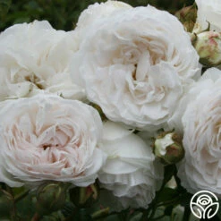 Long John Silver -HEIRLOOM ROSES Sales longjohnsilver logo 03