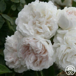 Long John Silver -HEIRLOOM ROSES Sales longjohnsilver logo 04