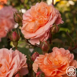 Louise Clements™ 19 Louise Clements™ -HEIRLOOM ROSES Sales louise clements 12