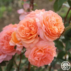 Louise Clements™ 25 Louise Clements™ -HEIRLOOM ROSES Sales louise clements 13