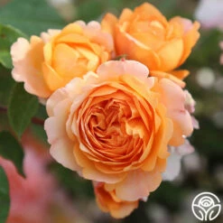 Louise Clements™ 22 Louise Clements™ -HEIRLOOM ROSES Sales louise clements 14