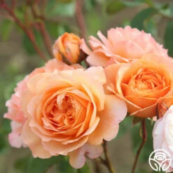 Louise Clements™ 26 Louise Clements™ -HEIRLOOM ROSES Sales louise clements 15