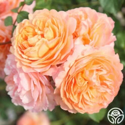 Louise Clements™ 27 Louise Clements™ -HEIRLOOM ROSES Sales louise clements 17