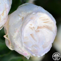 Louise D' Arzens 9 Louise D' Arzens -HEIRLOOM ROSES Sales louise d arzens 1