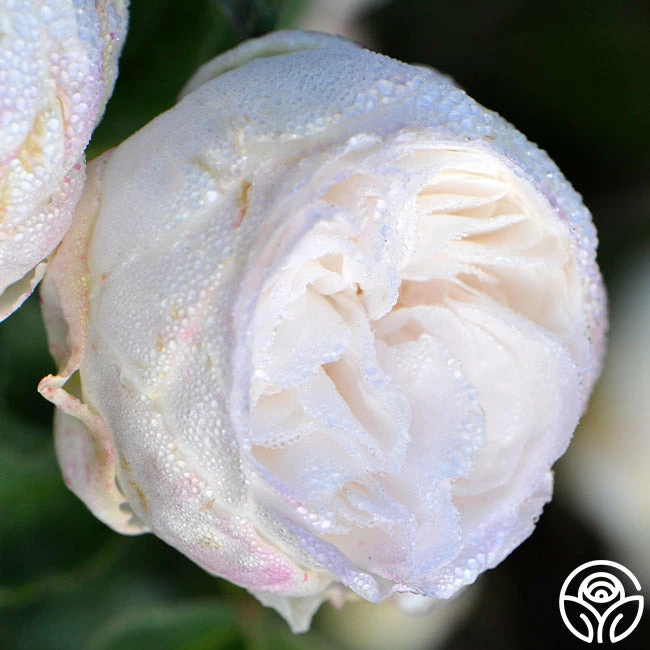 Louise D' Arzens 6 Louise D' Arzens - Image 4