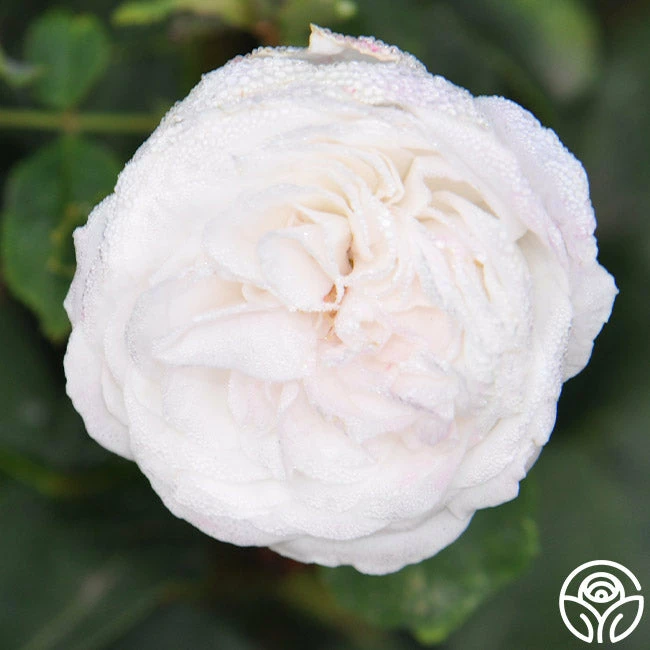 Louise D' Arzens 3 Louise D' Arzens