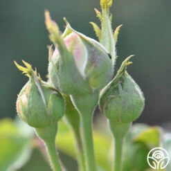 Louise D' Arzens 8 Louise D' Arzens -HEIRLOOM ROSES Sales louise d arzens 3