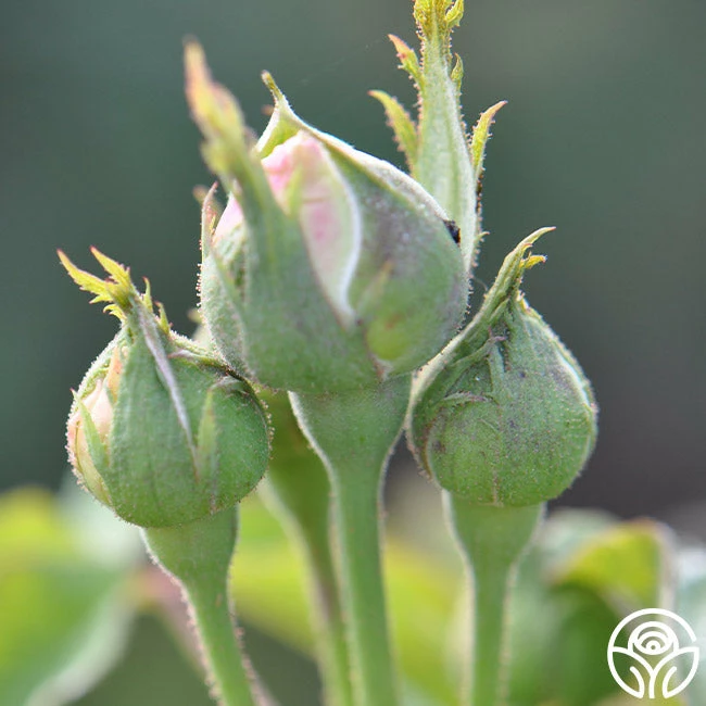 Louise D' Arzens 5 Louise D' Arzens - Image 3