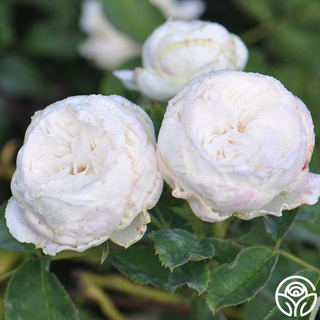 Louise D' Arzens 4 Louise D' Arzens - Image 2