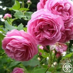 Louise Odier -HEIRLOOM ROSES Sales louise odier 1 5