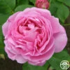 Louise Odier -HEIRLOOM ROSES Sales louise odier 2 5