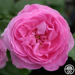 Louise Odier -HEIRLOOM ROSES Sales louise odier 4 5