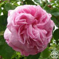 Louise Odier -HEIRLOOM ROSES Sales louise odier 7 1 1