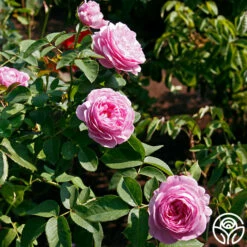 Louise Odier -HEIRLOOM ROSES Sales louise odier 8