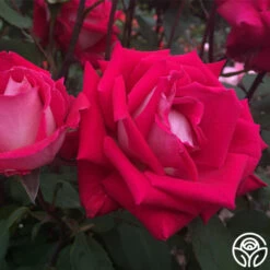 Love -HEIRLOOM ROSES Sales love 2 7