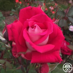 Love -HEIRLOOM ROSES Sales love 5