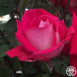 Love -HEIRLOOM ROSES Sales love 6