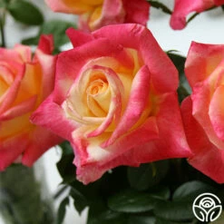 Love & Peace® -HEIRLOOM ROSES Sales love peace 1 2