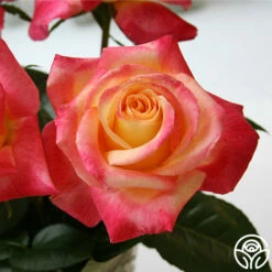 Love & Peace® -HEIRLOOM ROSES Sales love peace 2 1 3