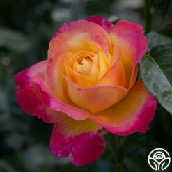 Love & Peace® -HEIRLOOM ROSES Sales love peace 7 1
