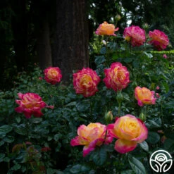 Love & Peace® -HEIRLOOM ROSES Sales love peace 8 1