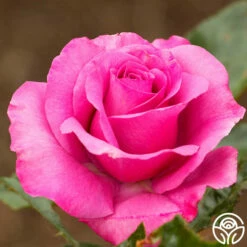 Love Potion™ -HEIRLOOM ROSES Sales love potion 1 3