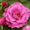 Love Potion™ -HEIRLOOM ROSES Sales love potion 2 5