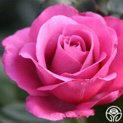 Love Potion™ -HEIRLOOM ROSES Sales love potion 3 5