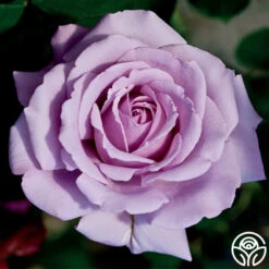 Love Song -HEIRLOOM ROSES Sales love song 3 8