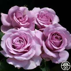 Love Song -HEIRLOOM ROSES Sales love song 6