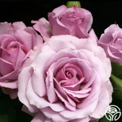 Love Song -HEIRLOOM ROSES Sales love song 7