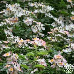 Lyda Rose™ 11 Lyda Rose™ -HEIRLOOM ROSES Sales lyda rose 4 5