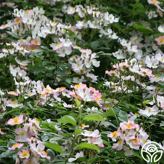 Lyda Rose™ 5 Lyda Rose™ - Image 3