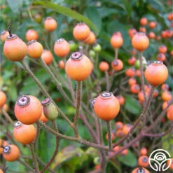 Lyda Rose™ 12 Lyda Rose™ -HEIRLOOM ROSES Sales lyda rose 5