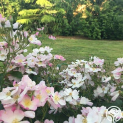 Lyda Rose™ 13 Lyda Rose™ -HEIRLOOM ROSES Sales lyda rose 7