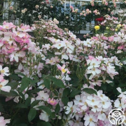 Lyda Rose™ 15 Lyda Rose™ -HEIRLOOM ROSES Sales lyda rose 8 1