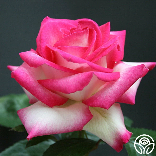 Lynn Anderson 3 Lynn Anderson