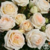 Parfuma® Madame Anisette™ -HEIRLOOM ROSES Sales madame anisette 1 8