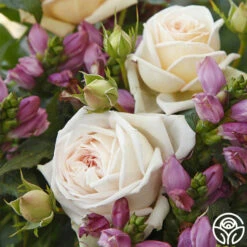 Parfuma® Madame Anisette™ -HEIRLOOM ROSES Sales madame anisette 3 1