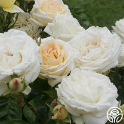 Parfuma® Madame Anisette™ -HEIRLOOM ROSES Sales madame anisette 5