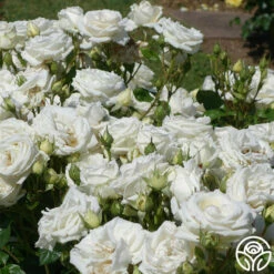 Parfuma® Madame Anisette™ -HEIRLOOM ROSES Sales madame anisette 7