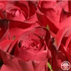 Madame Delbard® -HEIRLOOM ROSES Sales madame delbard