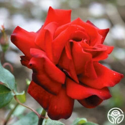 Madonna™ -HEIRLOOM ROSES Sales madonna 1 2